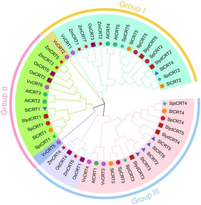 Comprehensive genomic characterization and expression analysis of calreticulin gene family in tomato